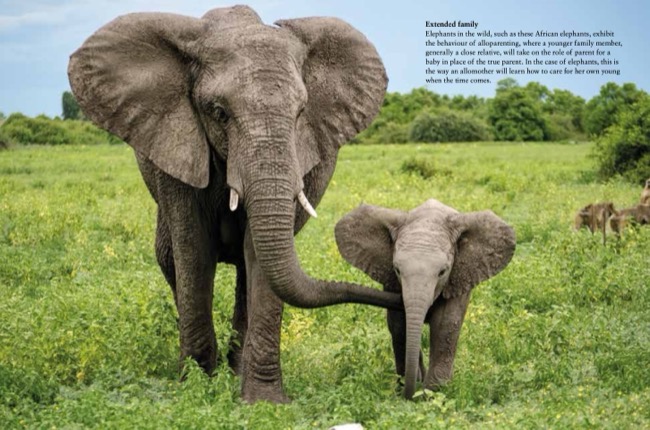 Elephants by Tom Jackson published by Amber Books Ltd