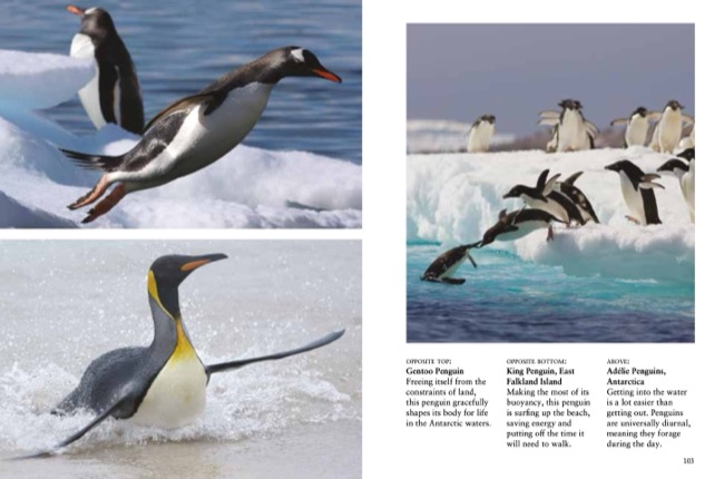 Penguins by Tom Jackson published by Amber Books Ltd