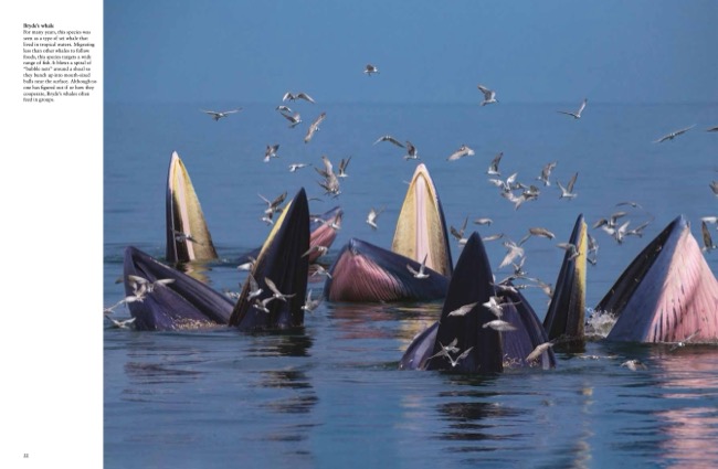 cover image for Whales & Dolphins [Photographic Guide} by Tom Jackson published by Amber Books Ltd