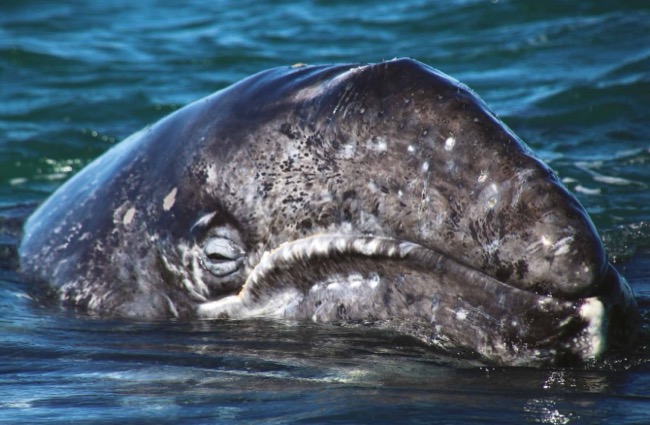 cover image for Whales & Dolphins [Photographic Guide} by Tom Jackson published by Amber Books Ltd