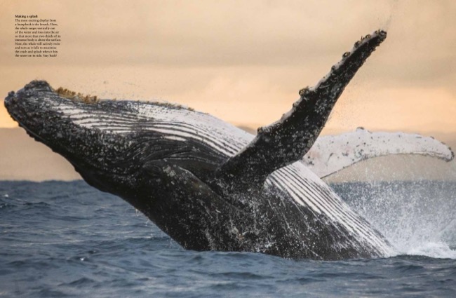 cover image for Whales & Dolphins [Photographic Guide} by Tom Jackson published by Amber Books Ltd