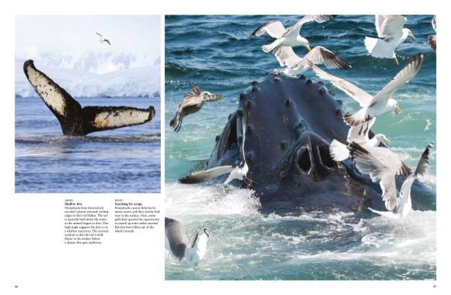 cover image for Whales & Dolphins [Photographic Guide} by Tom Jackson published by Amber Books Ltd