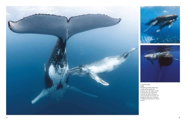 cover image for Whales & Dolphins [Photographic Guide} by Tom Jackson published by Amber Books Ltd