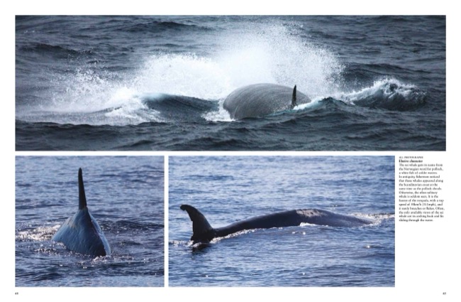 cover image for Whales & Dolphins [Photographic Guide} by Tom Jackson published by Amber Books Ltd