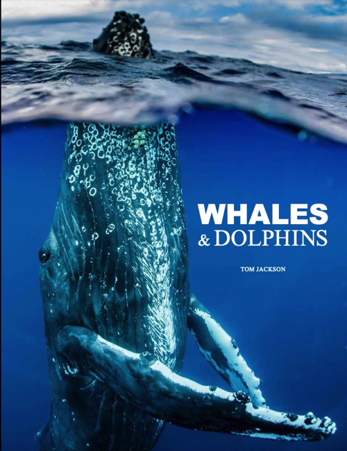 cover image for Whales & Dolphins [Photographic Guide} by Tom Jackson published by Amber Books Ltd