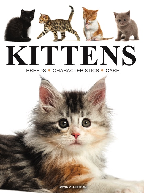 Kittens cover image